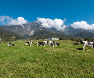 Desa-Dairy-Farm-Kundasang-Sabah - MKAZ Car Rental Desa Dairy Farm Kundasang Sabah