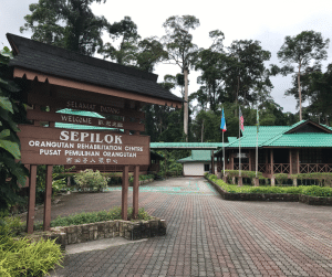 Sepilok-Orang-Utan-Rehabilitation-Centre - MKAZ Car Rental Sepilok Orang Utan Rehabilitation Centre